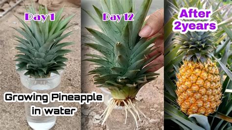 pineapple how to grow.